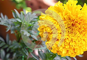 Marigold yellow flowers. Beautiful Marigold india flower