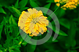 Marigold yellow in the garden