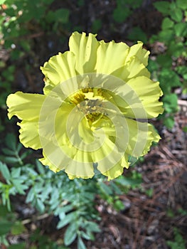 Marigold in yellow. Marigolds come in a variety of colors