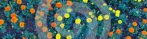 Marigold yellow and orange flowers on garden bed in park.  Plant called Tagetes