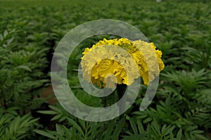 Marigold YellowFlower