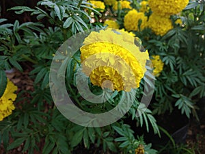 MarigoldFlower