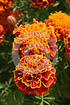 Marigolds