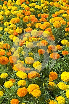 Marigolds