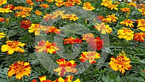 Marigolds