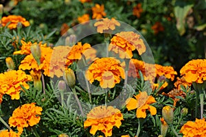 Marigolds