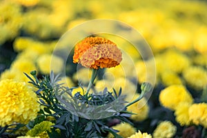 Marigolds background, floral texture, mexican marigold. Field of bright yellow flowers. Tagetes erecta. Selective focus