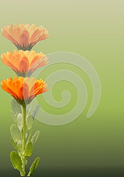 Marigolds/ calendula on green