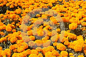 Marigolds Cempasuchil Mexico photo