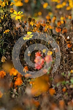 Marigolds with dry stems on background of flowers and grass. Natural background with copy space. Orange and burgundy petals of