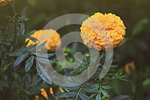 Marigolds Flowers also call Tagetes erecta or Mexican marigold or Aztec marigold or African marigold