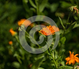 Marigolds flowers blooming, Calendula officinalis