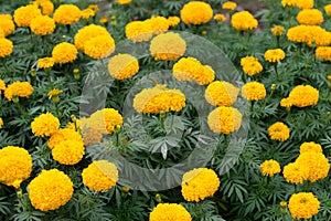 Marigolds flowers