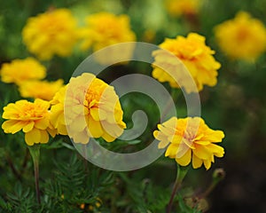Marigolds flowers and soft backbround photo