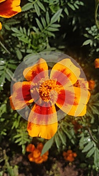 Marigolds frower bloom