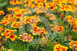 Marigolds in the garden. Field of marigold flowers Tagetes erecta, Mexican marigold, Aztec marigold, African marigold