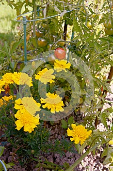 Marigolds growing with tomatoes as companion planting