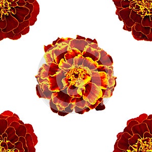 Marigolds isolated seamless pattern. Tagetes isoalated on a white background. Flowers seamless pattern
