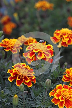 Marigolds and japanese beeetle 3078