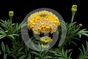Marigolds (Latin name: Tagetes) of yellow color.