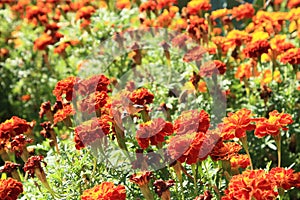 Marigolds and Macroglossum stellatarum on a garden