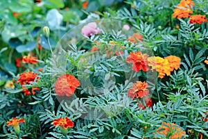 Marigolds, the most unusual flowers their bright buds are always visible on the green flower bed