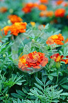 Marigolds, the most unusual flowers their bright buds are always visible on the green flower bed