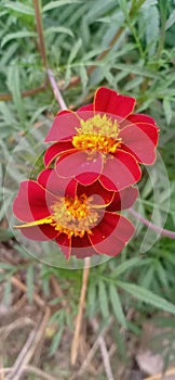 Marigolds are native to subtropical America and have been cultivated in Mexico for over 2,000 years.