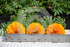 Marigolds Orange Color Tagetes erecta, Mexican marigold