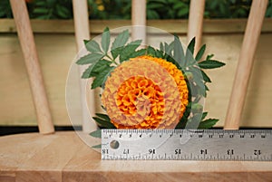Marigolds Orange Color Tagetes erecta, Mexican marigold