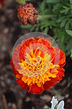 Marigolds parviflora flower in shades of red, yellow, and orange photo