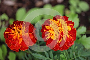 Marigolds parviflora flowers in shades of red, yellow, and orange photo