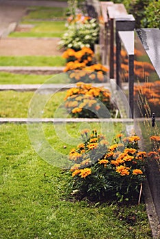 Marigolds planted next to graves in a finnish graveyard