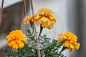 Marigolds in a pot. Balcony d cor