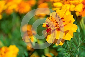 Marigolds shades of orange in the garden