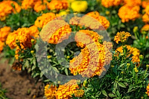 Marigolds, shades of yellow and orange