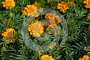 Marigolds shades of yellow and orange, Floral background Tagetes erecta, Mexican marigold, Aztec marigold, African marigold, at