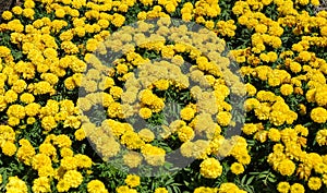 Marigolds shades of yellow and orange, Floral background Tagetes erecta, Mexican marigold, Aztec marigold, African marigold, at