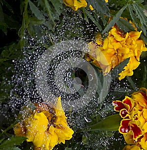 Marigolds, Spider Webs and Dew