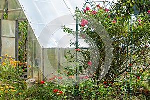 Marigolds, spray roses in a rose garden and an open entrance to a greenhouse.