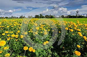 Marigolds or Tagetes erecta flower