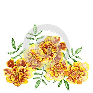 Marigolds Tagetes erecta, Mexican marigold, Aztec marigold