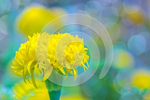 Marigolds,Tagetes,Tagetes e