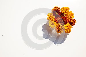Marigolds in vase on white background, play of lights and shadows on table, summer day light, orange color, natural decor