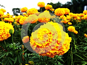 Marigolds viz. Tagetes and Celandula.