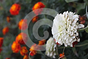 Marigolds and white zinnias 3115