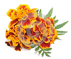 Marigolds