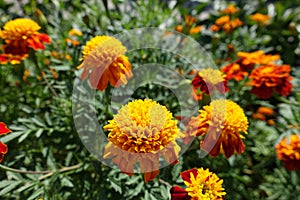 Marigolds with yellow and red flower heads