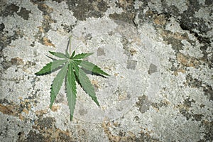 Marihuana leaf on a rock