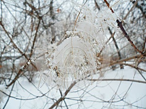 Mariinsky park in winter, Kiev